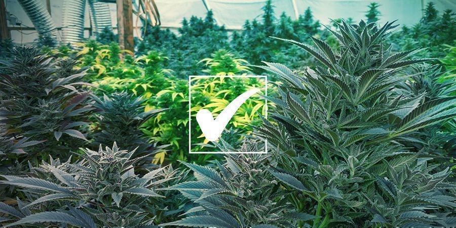 Reguljära cannabisfrön: Fördelar Reguljära cannabisfrön: Fördelar