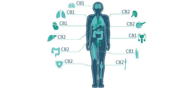 THC och ECS THC And ECS