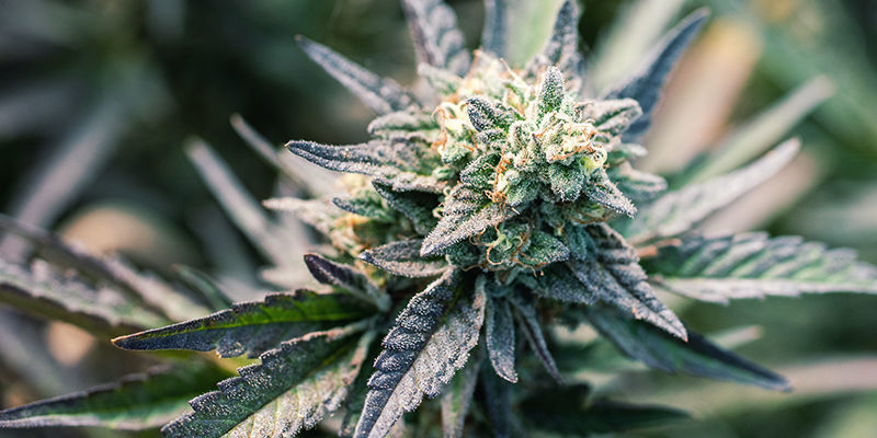 Kan du använda vilken sort som helst för att göra cannabiskapslar? Can You Use Any Strain To Make Cannabis Capsules?
