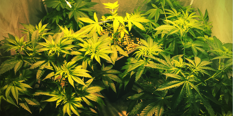 Odla OG Kush Odla OG Kush