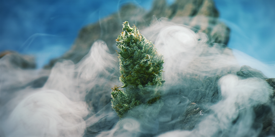 OG Kush – en cannabislegend som är värd att odla OG Kush — A Cannabis Legend Worth Growing