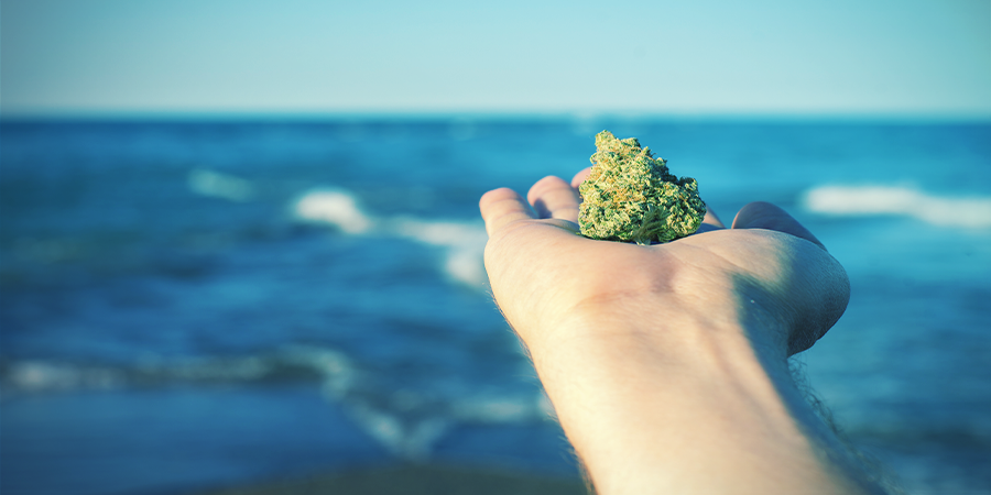 Ursprunget till OG Kush Ursprunget till OG Kush