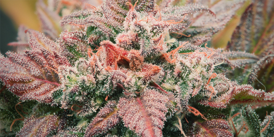 Amnesia Haze: En tidlös cannabisfavorit Amnesia Haze: En tidlös cannabisfavorit