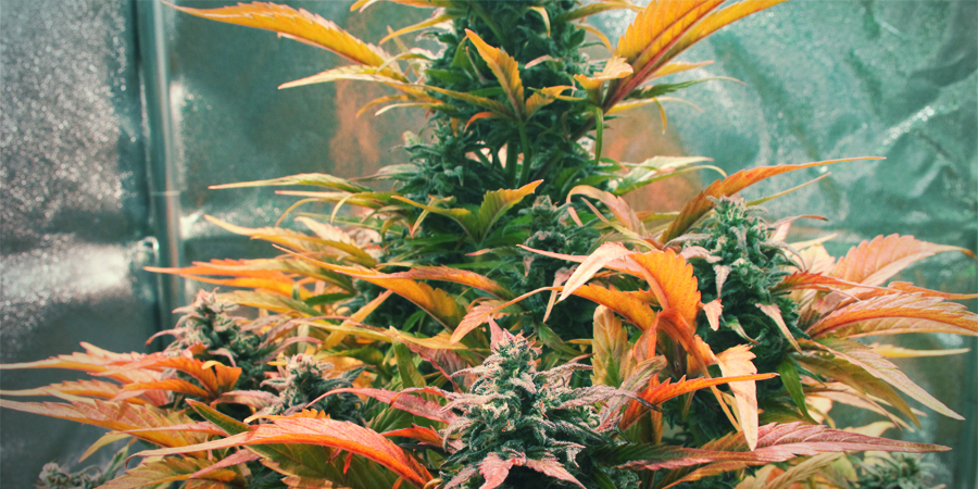 Amnesia Haze: En eklektisk mix av cannabisgenetik Amnesia Haze: En eklektisk mix av cannabisgenetik