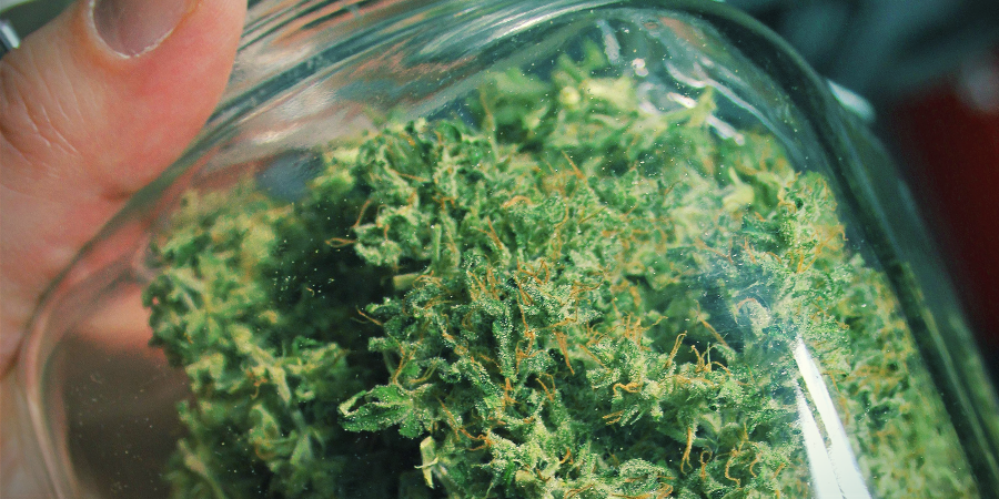 Aroma och smak hos Amnesia Haze Aroma och smak hos Amnesia Haze