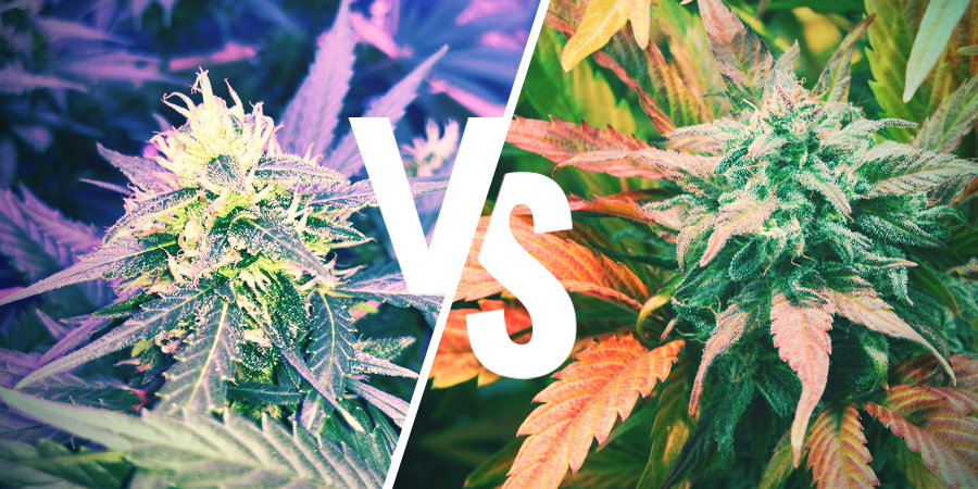 Skillnaden mellan Amnesia och Amnesia Haze Skillnaden mellan Amnesia och Amnesia Haze