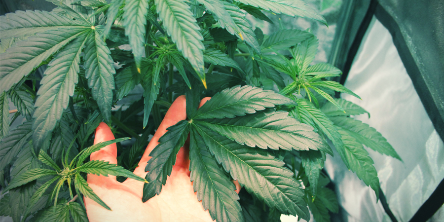 Odla Amnesia Haze Odla Amnesia Haze