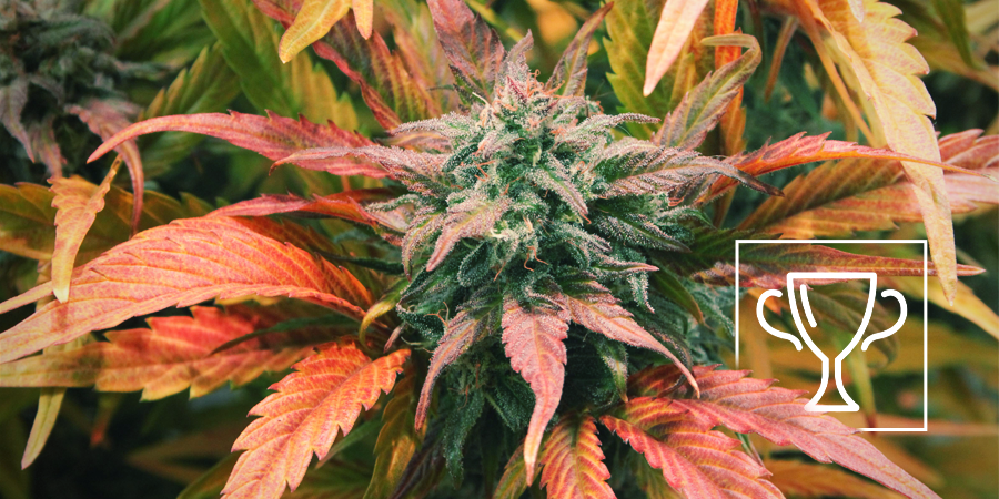 Zamnesia Seeds – Amnesia Haze: Flerfaldig Cannabis Cup-vinnare Zamnesia Seeds – Amnesia Haze: flerfaldig Cannabis Cup-vinnare