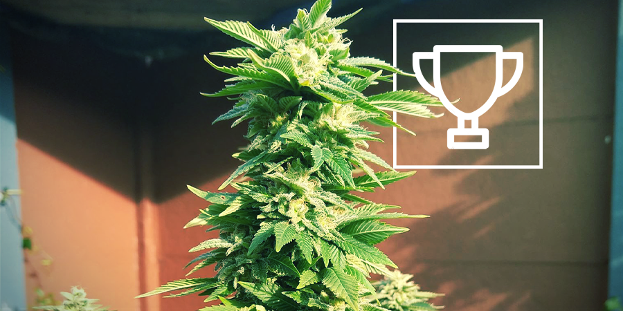 ZAMNESIA SEEDS - WHITE WIDOW: DEN PRISBELÖNTA ”COFFEESHOP-KUNGEN”
