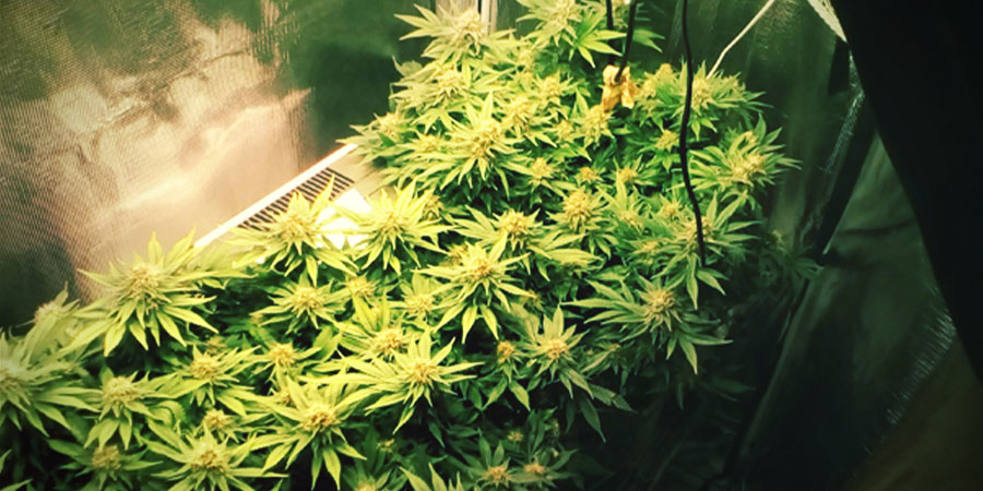 White Widow – en berömd cannabisikon