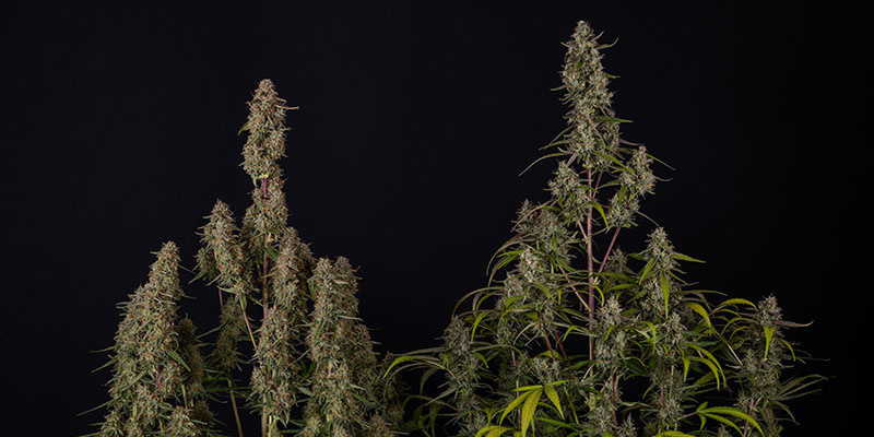 Watermelon Candy F1 Zamnesia Seeds Watermelon Candy F1 Zamnesia Seeds