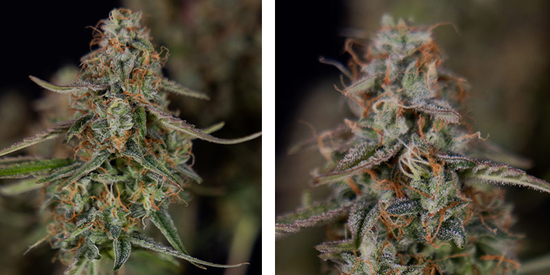 Watermelon Candy F1 Autoflower (Zamnesia Seeds) Feminized Watermelon Candy F1 Autoflower (Zamnesia Seeds) Feminized