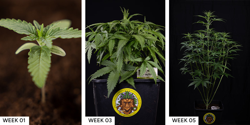 Blue Cheese F1 Hybrid Blue Cheese F1 Hybrid cannabisfrön