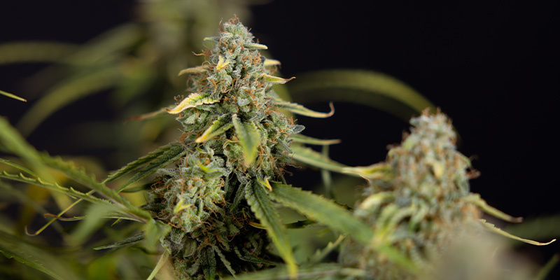 Green Crack F1 Autoflower (Zamnesia Seeds) Feminized Green Crack F1 Autoflower (Zamnesia Seeds) Feminized