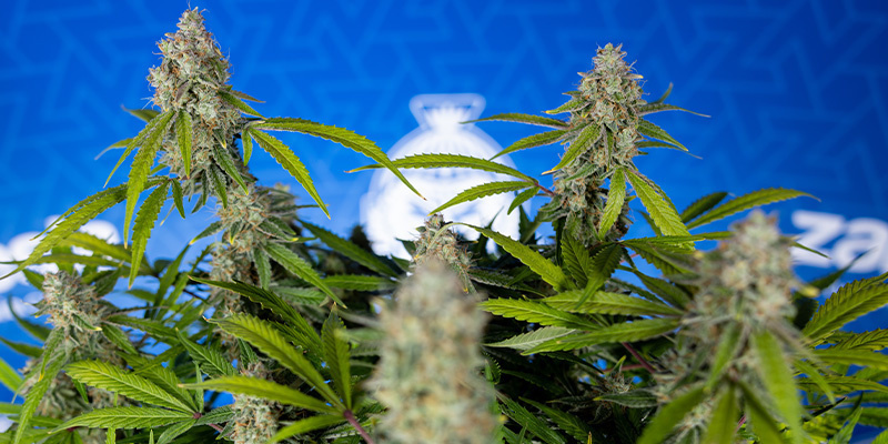 Green Crack F1 Autoflower (Zamnesia Seeds) Feminized Green Crack F1 Autoflower (Zamnesia Seeds) Feminized