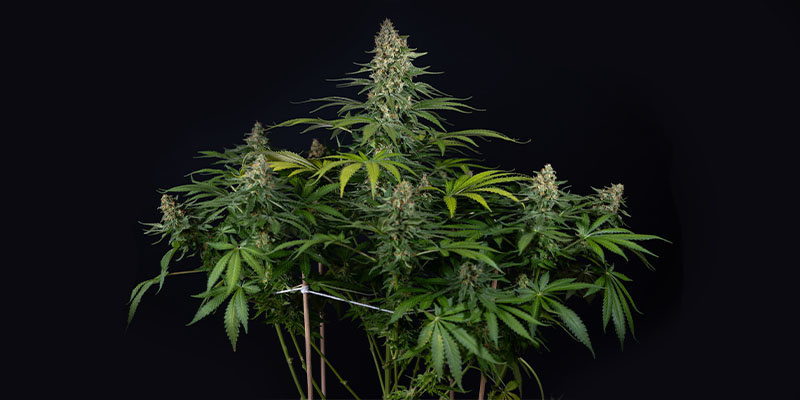 Cosmic Noodles (Zamnesia Seeds) Feminized Cosmic Noodles (Zamnesia Seeds) Feminized