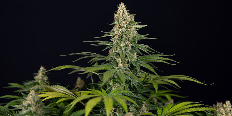 Cosmic Noodles (Zamnesia Seeds) Feminized Cosmic Noodles (Zamnesia Seeds) Feminized