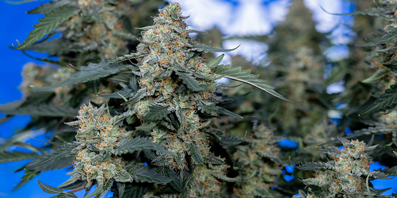 Fruit Punch Auto