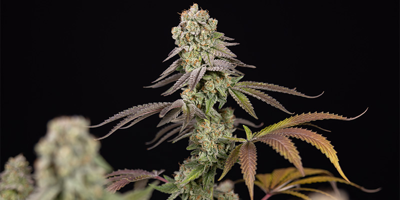 LA Kush Cake blomma