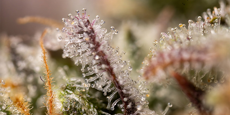 LA Kush Cake trikomer