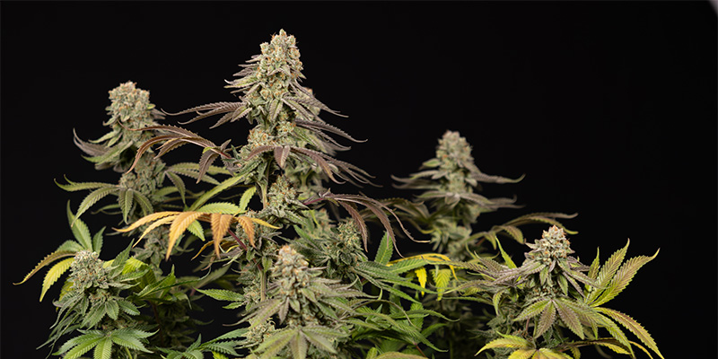 LA Kush Cake planta