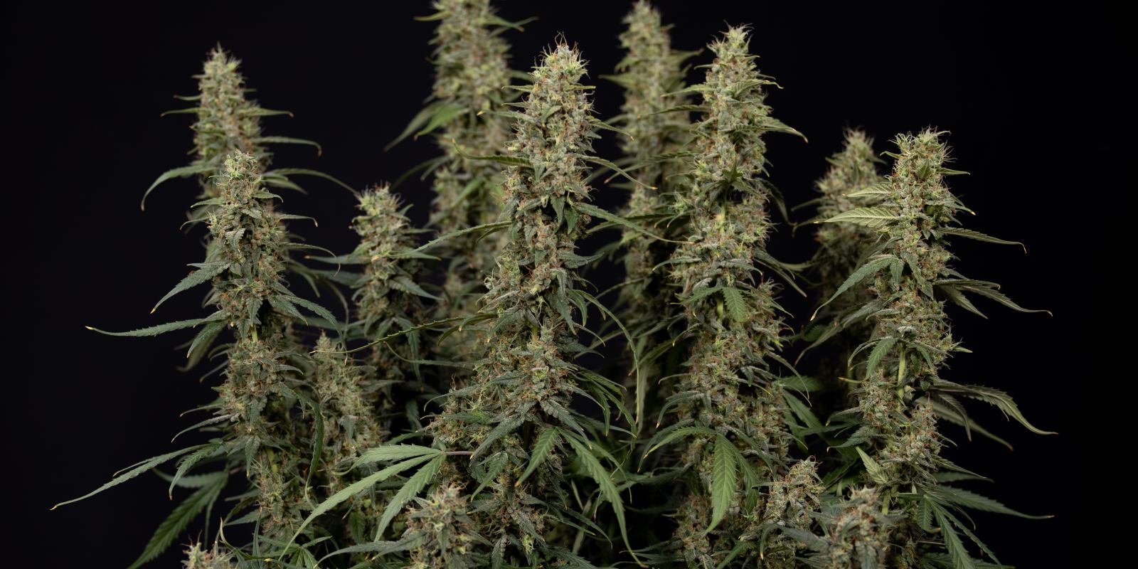 King Louis Auto blomma