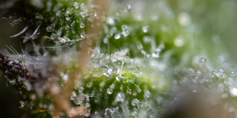 Ghost Train Haze Auto (Zamnesia Seeds) Ghost Train Haze Auto (Zamnesia Seeds)