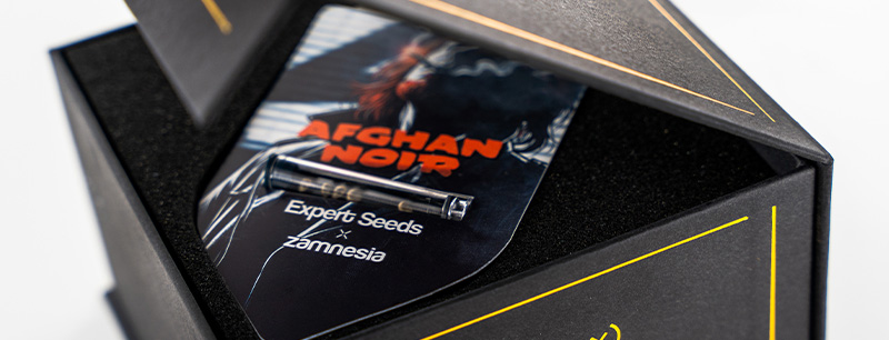 Genetiken bakom Afghan Noir: Afghani x Sirius Black Genetics of Afghan Noir: Afghani x Sirius Black