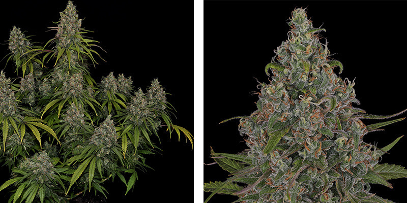 Choco Haze – Zamnesia Seeds Choco Haze - Zamnesia Seeds