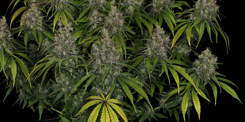 Choco Haze – Zamnesia Seeds Choco Haze - Zamnesia Seeds