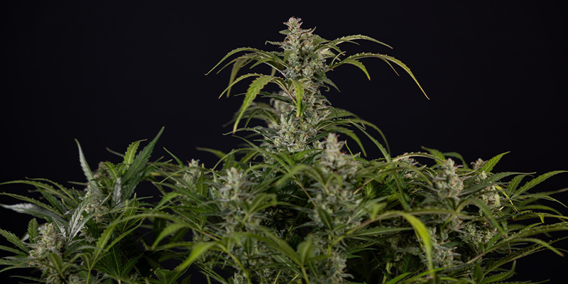 Northern Lights Autoflower (Zamnesia Seeds) Feminiserade Northern Lights Autoflower (Zamnesia Seeds) feminized