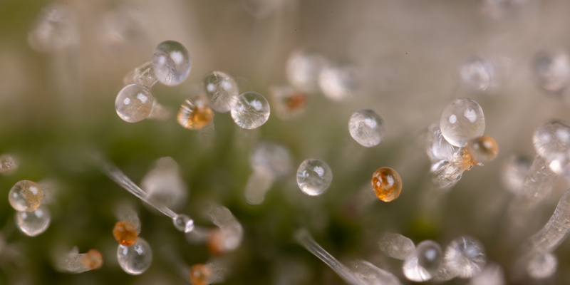 Northern Lights Autoflower (Zamnesia Seeds) Feminiserade Northern Lights Autoflower (Zamnesia Seeds) feminized