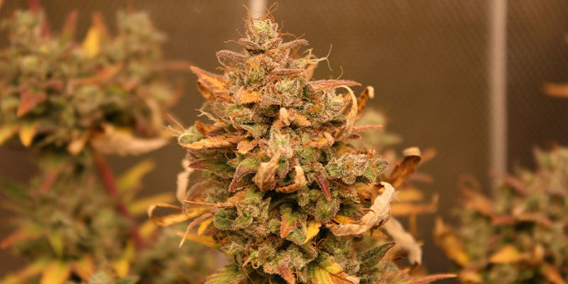 AK-420 Autoflower (Zamnesia Seeds) AK-420 Autoflower (Zamnesia Seeds)