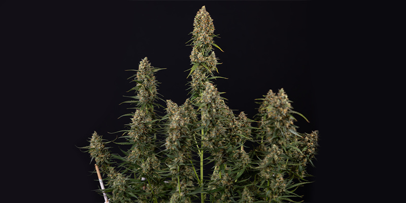 Sticky Beast Autoflower (Zamnesia Seeds) Feminiserade Sticky Beast Autoflower (Zamnesia Seeds) feminized