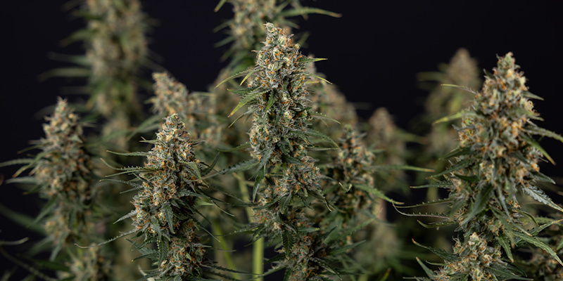 Sticky Beast Autoflower (Zamnesia Seeds) Feminiserade Sticky Beast Autoflower (Zamnesia Seeds) feminized