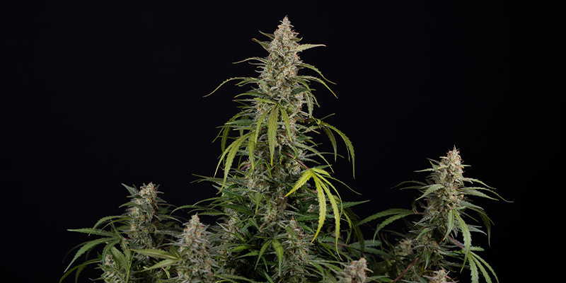 Purple Haze Autoflower (Zamnesia Seeds) Feminized Purple Haze Autoflower (Zamnesia Seeds) Feminized
