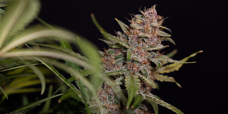 Black Orchid Autoflower (Zamnesia Seeds) Black Orchid Autoflower (Zamnesia Seeds)