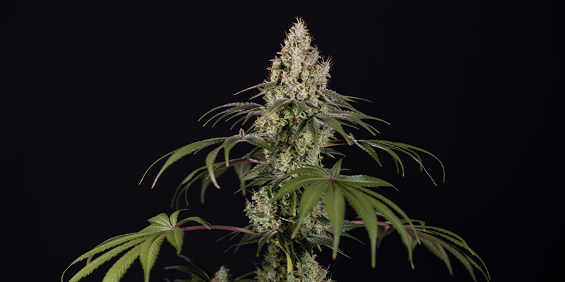 Runtz Autoflower (Zamnesia Seeds) Feminized Runtz Autoflower (Zamnesia Seeds) Feminized