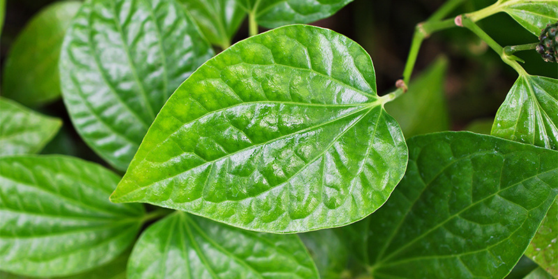 Kratom-te kontra kava Kratom tea vs kava