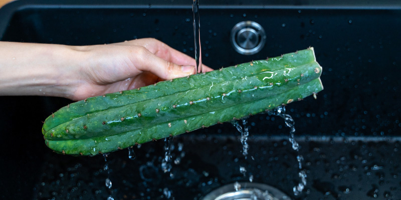 Rengör kaktusen Clean the cactus
