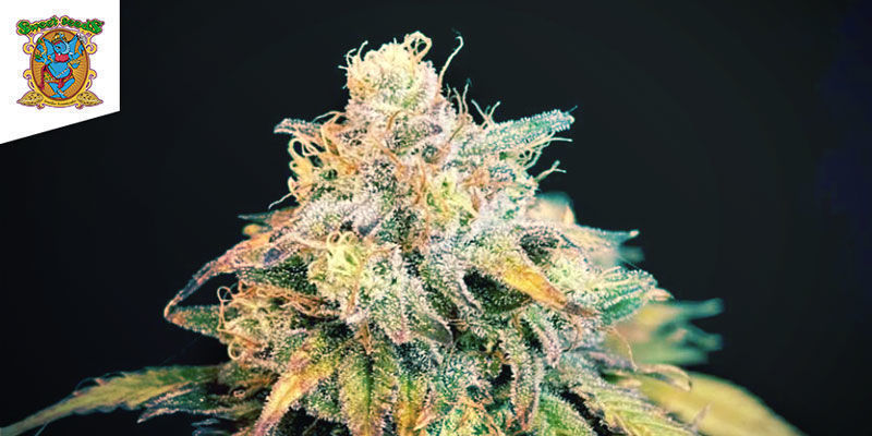 Cream Caramel (Sweet Seeds)