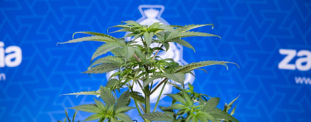 Varför krullar sig mina cannabisblad nedåt?