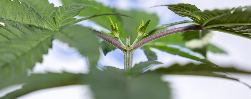 Toppning av Autoflower för större skörd: Det här behöver du veta