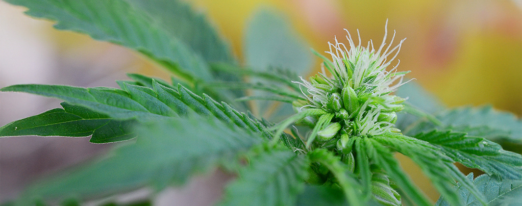 Hermafroditiska cannabisplantor: tidiga tecken, bilder och vad du ska göra