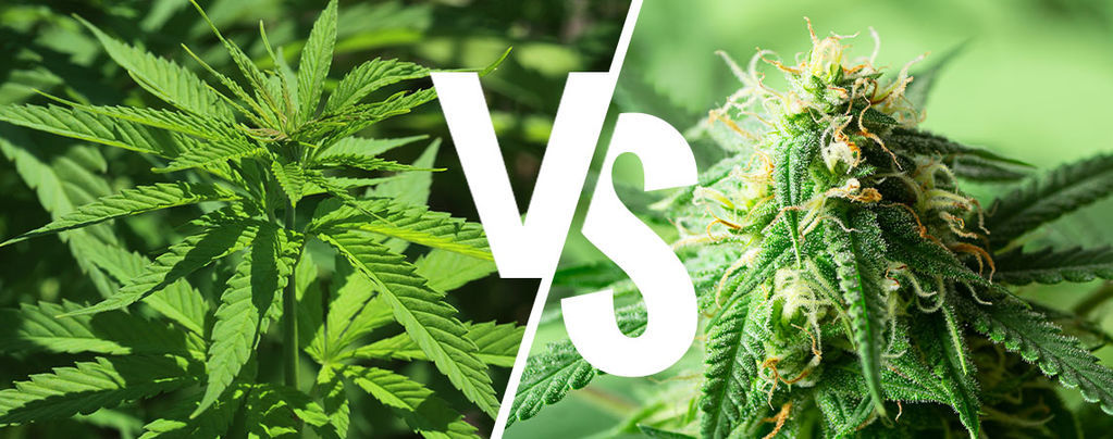 Indica vs sativa: spelar det fortfarande någon roll 2026?