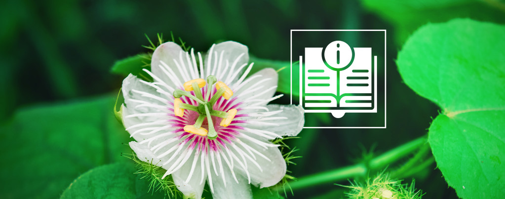 Passionsblomma: allt du behöver veta