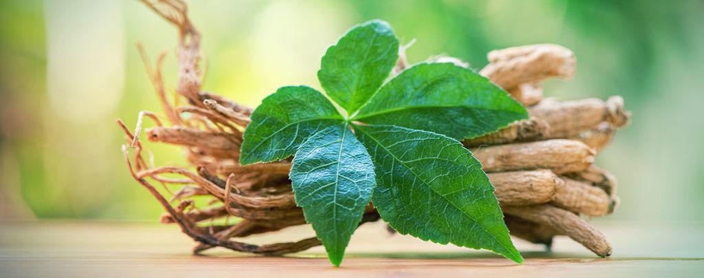 Lär känna ginseng