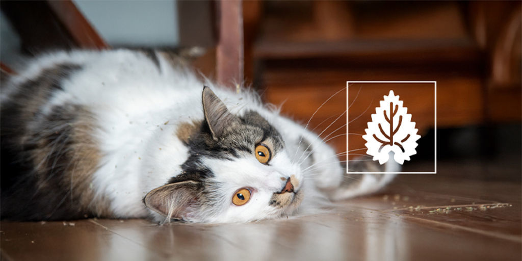 Kattmynta: allt du behöver veta