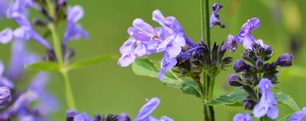 Skullcap: Allt du behöver veta