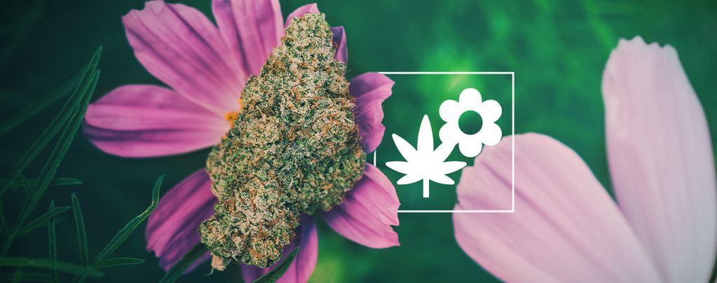 Så odlar du bättre cannabis med följeväxter